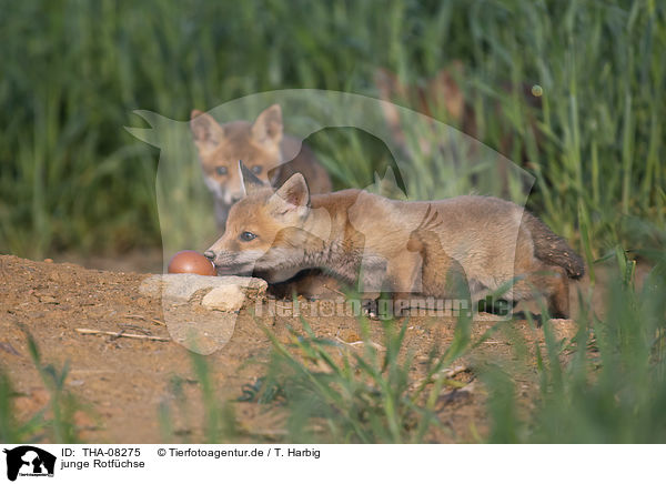 junge Rotfchse / young Red Foxes / THA-08275