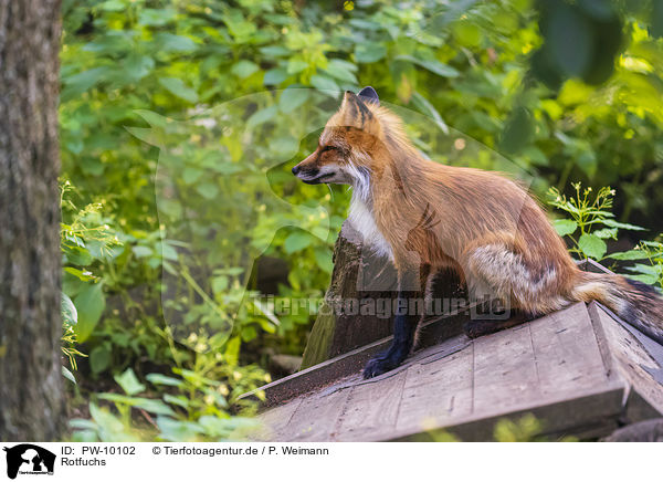 Rotfuchs / red fox / PW-10102