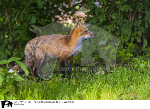 Rotfuchs / red fox / PW-10106