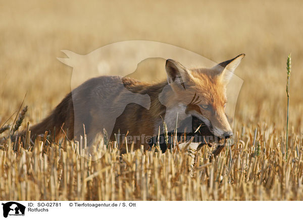 Rotfuchs / red fox / SO-02781