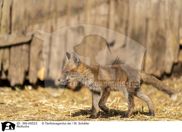 Rotfuchs / red fox / WS-09523