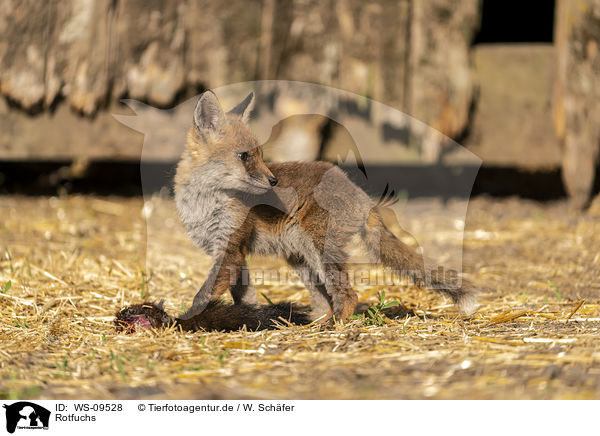 Rotfuchs / red fox / WS-09528