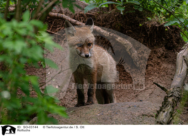 Rotfuchs / red fox / SO-03144
