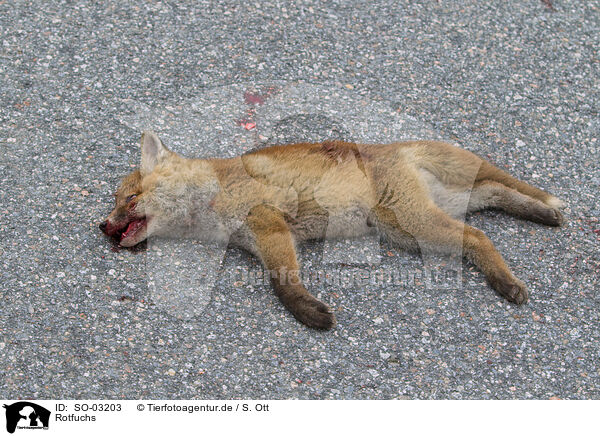 Rotfuchs / red fox / SO-03203
