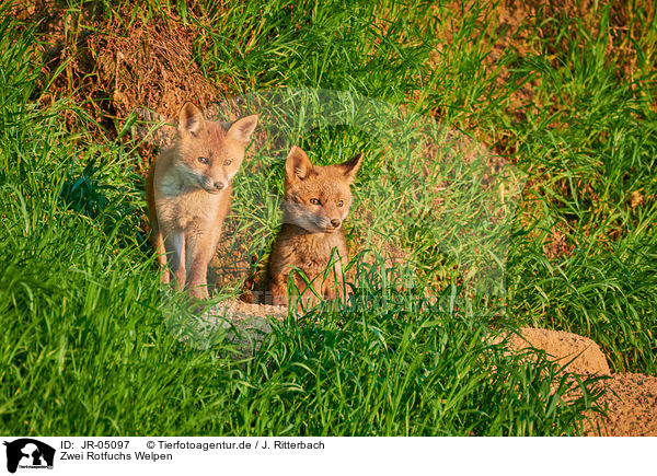 Zwei Rotfuchs Welpen / two red fox pups / JR-05097