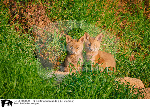 Zwei Rotfuchs Welpen / two red fox pups / JR-05099