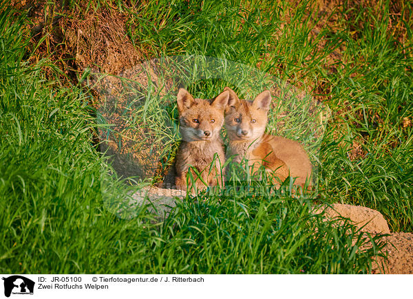 Zwei Rotfuchs Welpen / two red fox pups / JR-05100