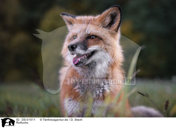 Rotfuchs / Red Fox / DS-01511