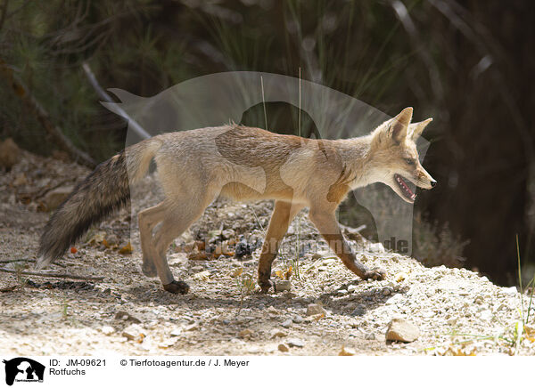 Rotfuchs / red fox / JM-09621