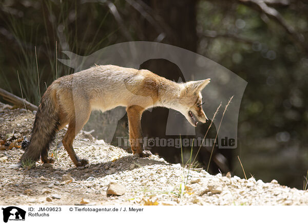 Rotfuchs / red fox / JM-09623