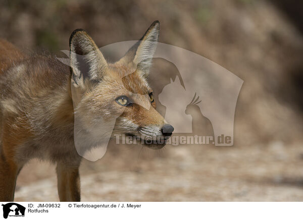 Rotfuchs / red fox / JM-09632