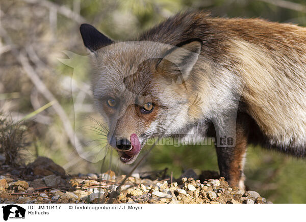 Rotfuchs / red fox / JM-10417