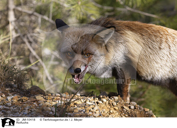 Rotfuchs / red fox / JM-10418