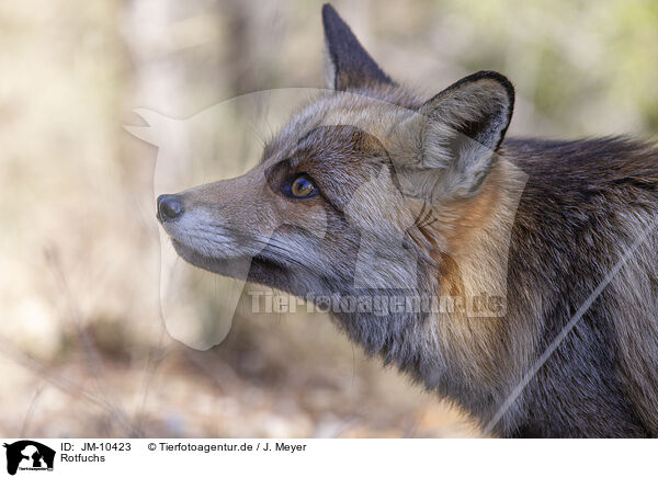 Rotfuchs / red fox / JM-10423