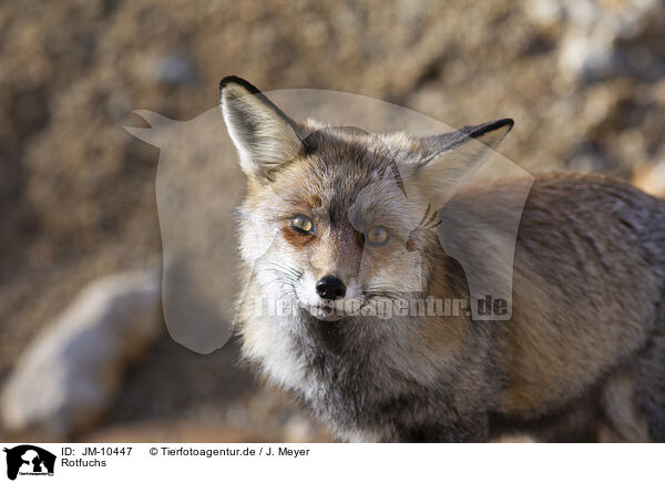 Rotfuchs / red fox / JM-10447
