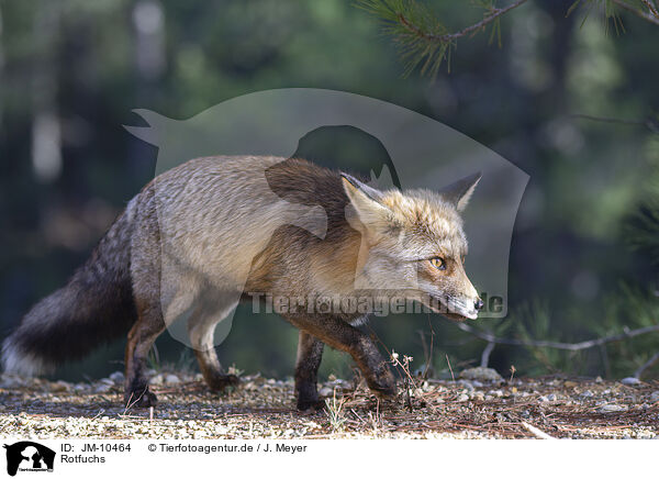 Rotfuchs / red fox / JM-10464