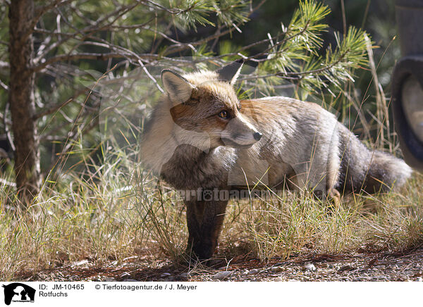 Rotfuchs / red fox / JM-10465