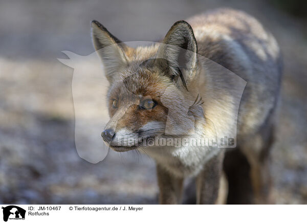 Rotfuchs / red fox / JM-10467