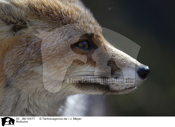 Rotfuchs / red fox / JM-10477