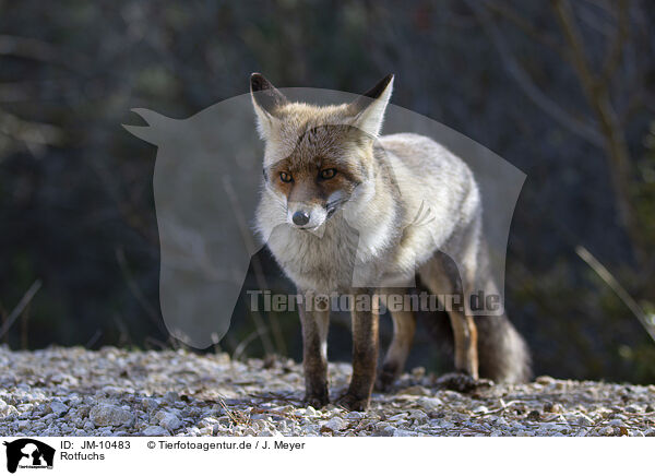 Rotfuchs / red fox / JM-10483