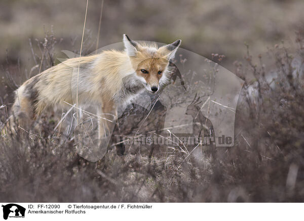 Amerikanischer Rotfuchs / american red fox / FF-12090