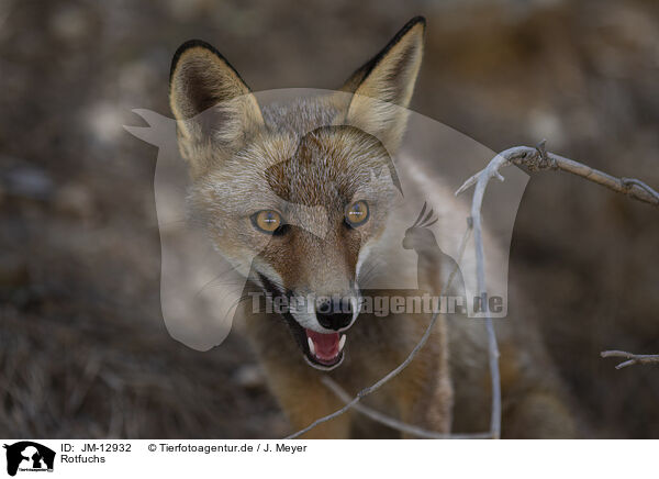 Rotfuchs / red fox / JM-12932
