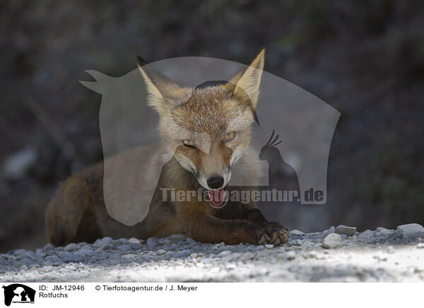 Rotfuchs / red fox / JM-12946