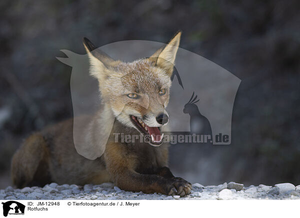Rotfuchs / red fox / JM-12948