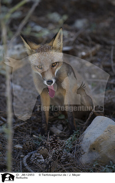 Rotfuchs / red fox / JM-12953