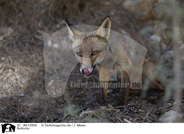 Rotfuchs / red fox / JM-12958