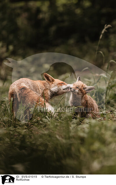 Rotfchse / red foxes / SVS-01015