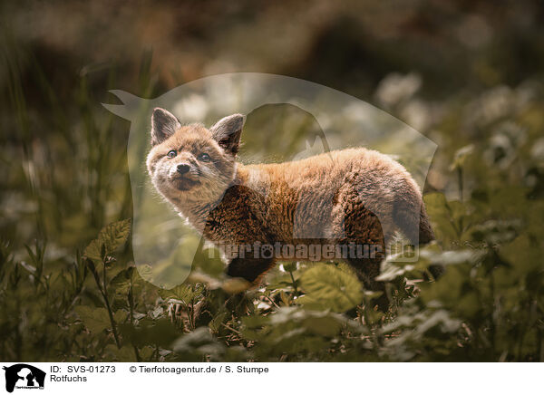 Rotfuchs / red fox / SVS-01273