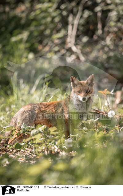 Rotfuchs / red fox / SVS-01301