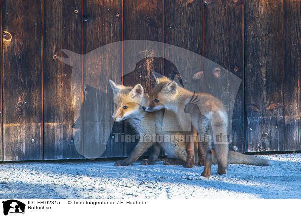 Rotfchse / red foxes / FH-02315