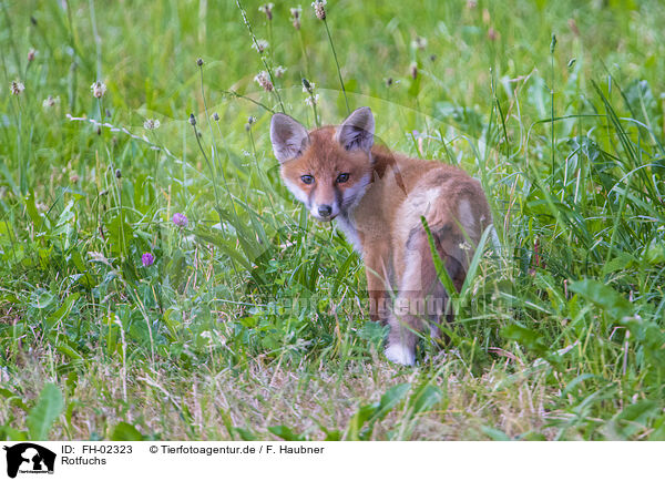 Rotfuchs / red fox / FH-02323