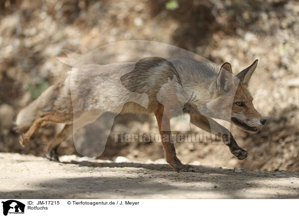 Rotfuchs / red fox / JM-17215