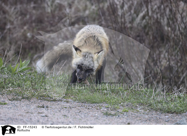 Rotfuchs / red fox / FF-15243