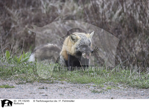 Rotfuchs / red fox / FF-15245