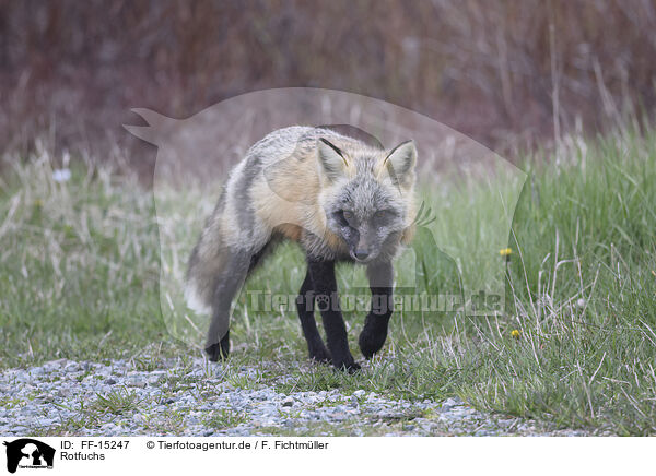 Rotfuchs / red fox / FF-15247