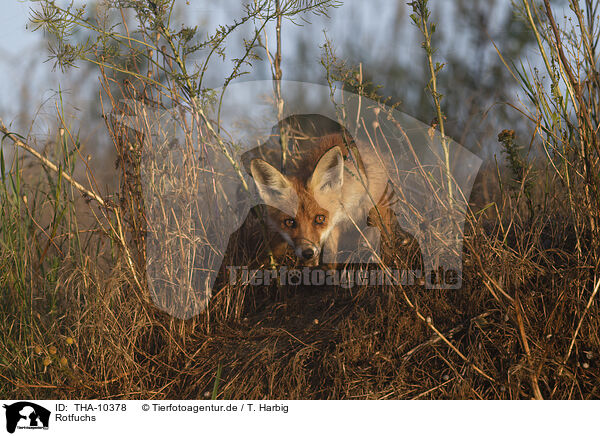 Rotfuchs / red fox / THA-10378