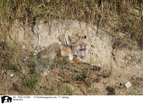 Rotfuchs / red fox / THA-10386