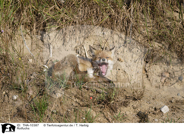 Rotfuchs / red fox / THA-10387
