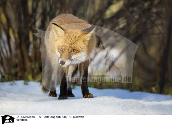 Rotfuchs / UM-03556
