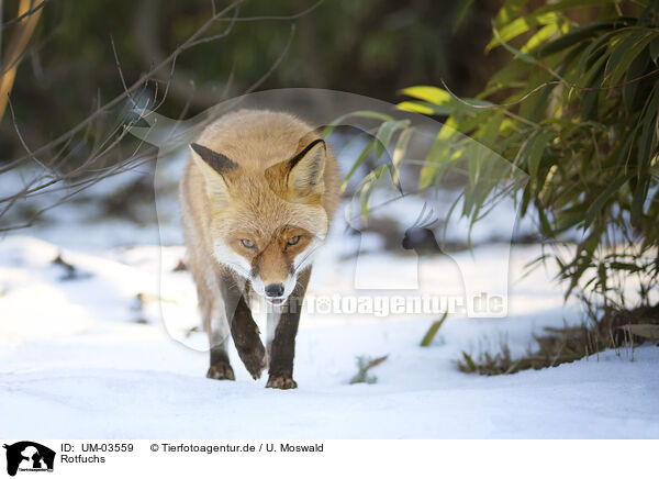 Rotfuchs / Red Fox / UM-03559