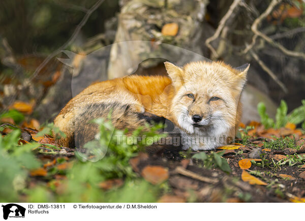 Rotfuchs / red fox / DMS-13811