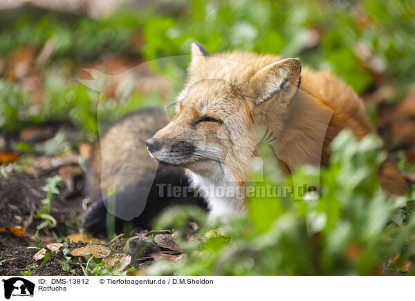 Rotfuchs / red fox / DMS-13812