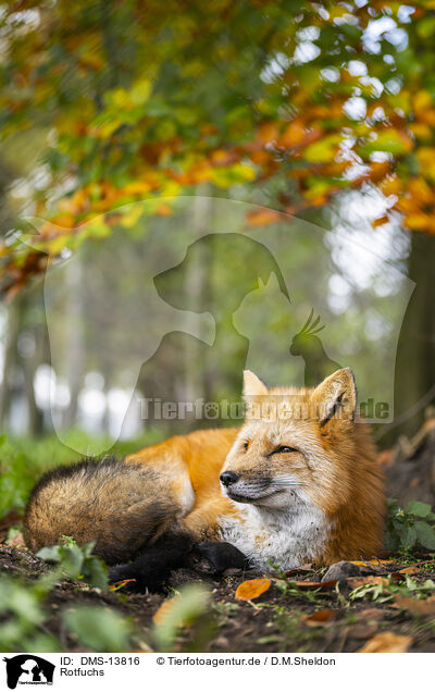 Rotfuchs / red fox / DMS-13816