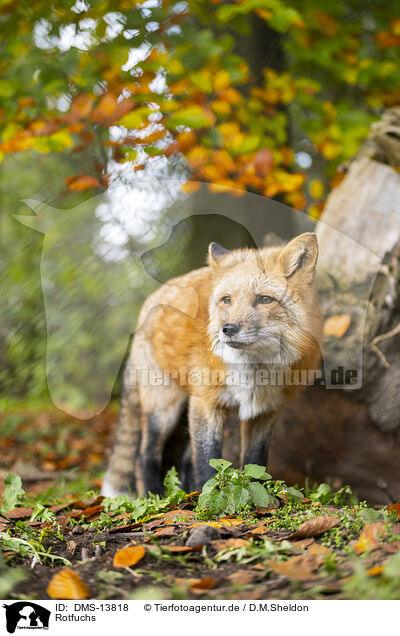 Rotfuchs / red fox / DMS-13818