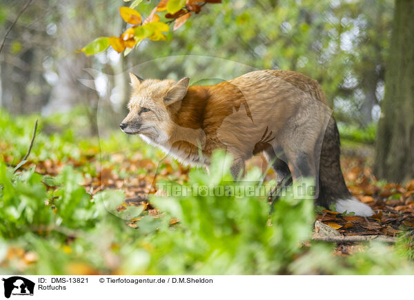 Rotfuchs / red fox / DMS-13821