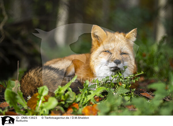 Rotfuchs / red fox / DMS-13823